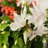 Christmas Cactus Plant Live - 4 Inch Pot - White Flowering Schlumbergera