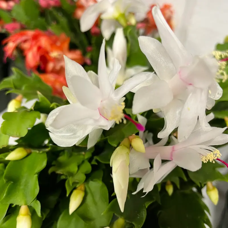 Christmas Cactus Plant Live - 4 Inch Pot - White Flowering Schlumbergera
