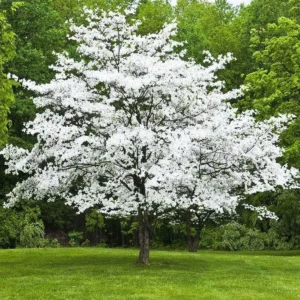 White Dogwood Bare-Root 1-2 Feet Tall | Stunning White Flowers, Buy One Get One Free