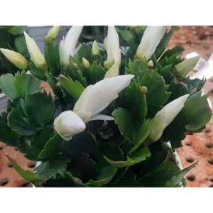 White Easter Cactus Plant - 5 to 9 Inches - Potted Live Succulent