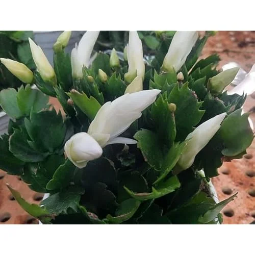 White Easter Cactus Plant - 5 to 9 Inches - Potted Live Succulent
