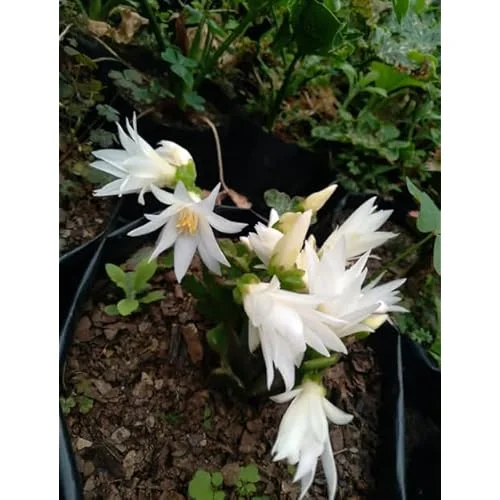 White Easter Cactus Plant - 5 to 9 Inches - Potted Live Succulent