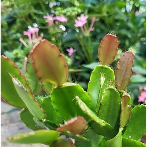 White Easter Cactus Plant - 5 to 9 Inches - Potted Live Succulent