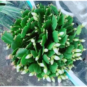 White Easter Cactus Plant - 5 to 9 Inches - Potted Live Succulent