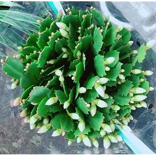 White Easter Cactus Plant - 5 to 9 Inches - Potted Live Succulent