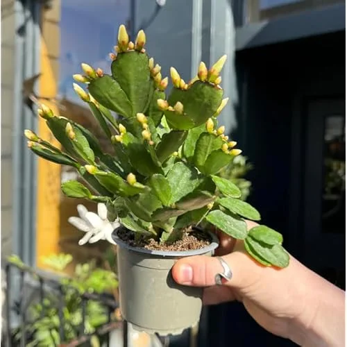 White Easter Cactus Plant - 5 to 9 Inches - Potted Live Succulent