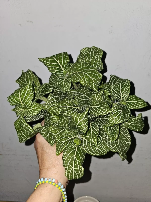 White Fittonia Live Plant 4” Pot Nerve Plant Stunning White Veins