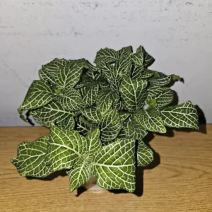 White Fittonia Live Plant 4” Pot Nerve Plant Stunning White Veins