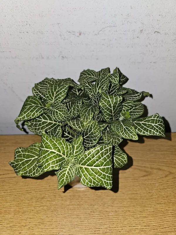 White Fittonia Live Plant 4” Pot Nerve Plant Stunning White Veins