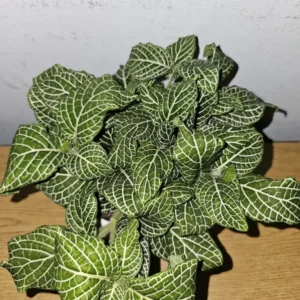 White Fittonia Live Plant 4” Pot Nerve Plant Stunning White Veins