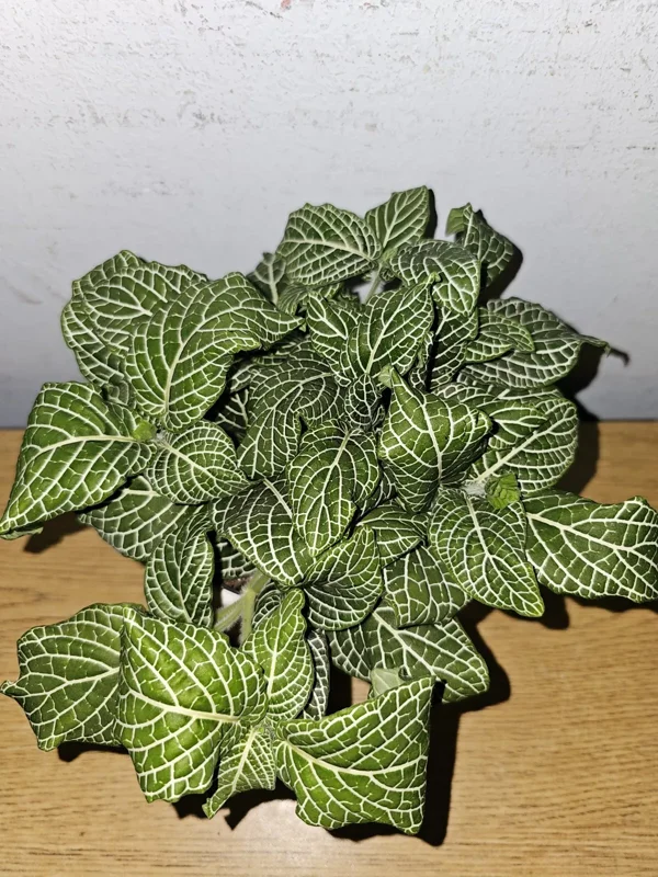 White Fittonia Live Plant 4” Pot Nerve Plant Stunning White Veins