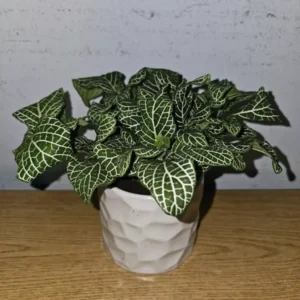 White Fittonia Live Plant 4” Pot Nerve Plant Stunning White Veins