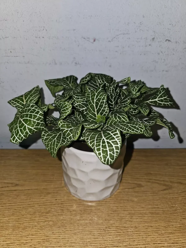 White Fittonia Live Plant 4” Pot Nerve Plant Stunning White Veins