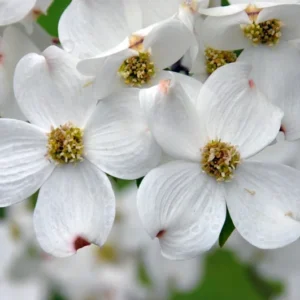 White Flowering Dogwood Quart Pot - Hardy Ornamental Tree