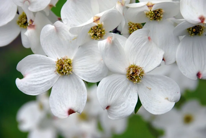 White Flowering Dogwood Quart Pot - Hardy Ornamental Tree