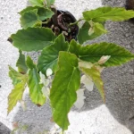 White Flowers Angel Wing Begonia 10-15" Tall in 4 Inch Pot - Tropical Houseplant