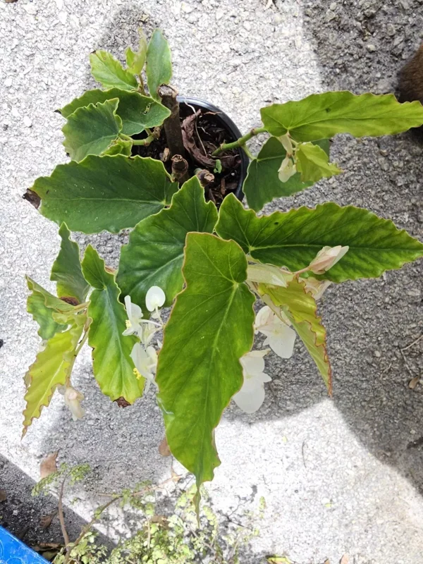 White Flowers Angel Wing Begonia 10-15" Tall in 4 Inch Pot - Tropical Houseplant