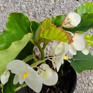 White Flowers Angel Wing Begonia 10-15