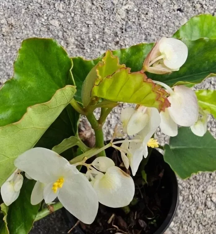 White Flowers Angel Wing Begonia 10-15" Tall in 4 Inch Pot - Tropical Houseplant