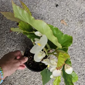 White Flowers Angel Wing Begonia 10-15