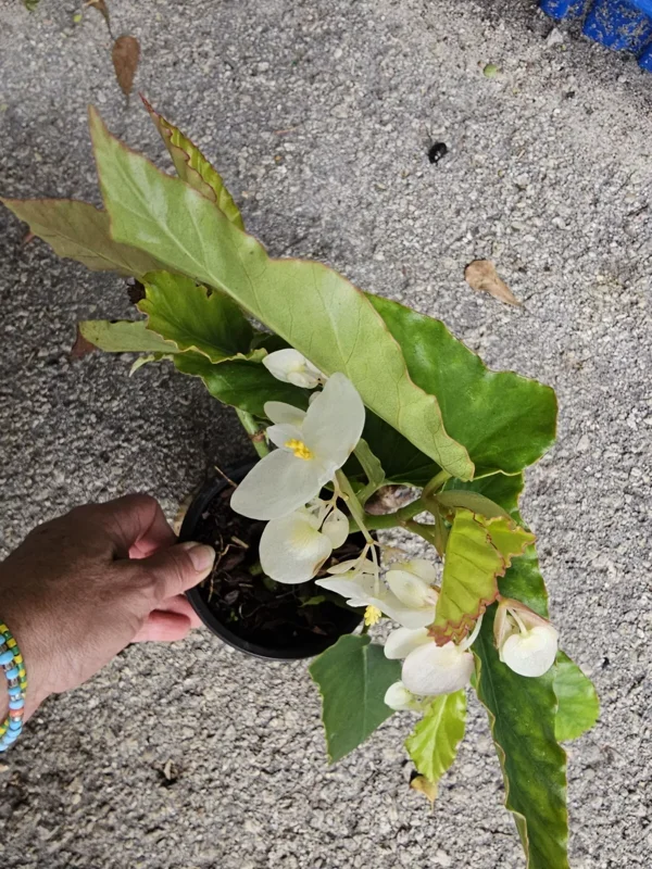 White Flowers Angel Wing Begonia 10-15" Tall in 4 Inch Pot - Tropical Houseplant