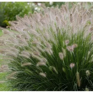 White Fountain Grass Plant 8-12 Inch Tall Ornamental Grass Ready to Grow