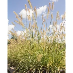 White Fountain Grass Plant 8-12 Inch Tall Ornamental Grass Ready to Grow