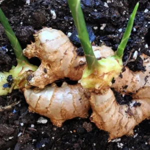 White Ginger Plant - Zingiber Officinale - Live Herb Plant - 4-8 Inch Tall
