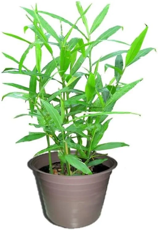 White Ginger Plant - Zingiber Officinale - Live Herb Plant - 4-8 Inch Tall