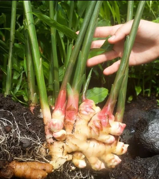 White Ginger Plant - Zingiber Officinale - Live Herb Plant - 4-8 Inch Tall