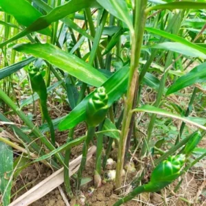 White Ginger Plant - Zingiber Officinale - Live Herb Plant - 4-8 Inch Tall