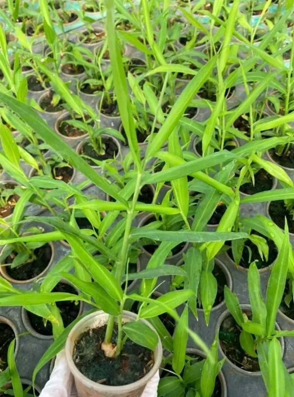 White Ginger Plant - Zingiber Officinale - Live Herb Plant - 4-8 Inch Tall