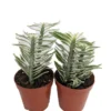 White & Green Devil's Backbone Plant Pedilanthus - 2" Pots - 2 Pack