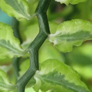 White & Green Devil's Backbone Plant Pedilanthus - 2