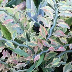 White & Green Devil's Backbone Plant Pedilanthus - 2