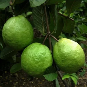 White Guava Plant - Live Sweet Guava Fruit Tree - Psidium Guajava 4-8 Inch - 3 Inch Pot