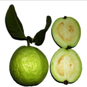 White Guava Plant - Live Sweet Guava Fruit Tree - Psidium Guajava 4-8 Inch - 3 Inch Pot
