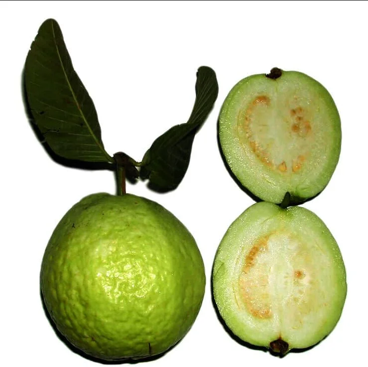 White Guava Plant - Live Sweet Guava Fruit Tree - Psidium Guajava 4-8 Inch - 3 Inch Pot