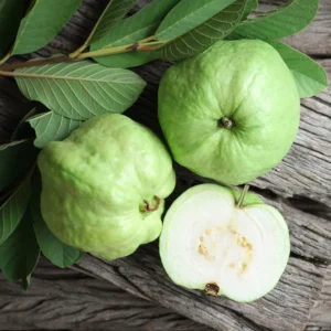 White Guava Tree Live Plant 4