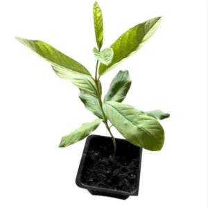 White Guava Tree Live Plant 4