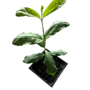 White Guava Tree Live Plant 4