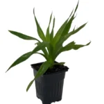 White Jade Pineapple Plant - Low Acid Sweet Tropical Ananas in 4" Pot