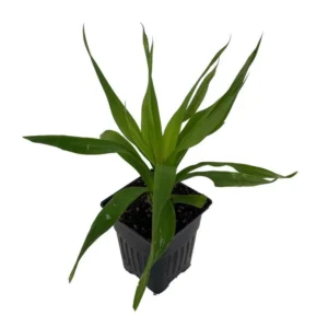 White Jade Pineapple Plant - Low Acid Sweet Tropical Ananas in 4