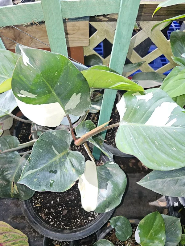 White Knight Philodendron - Variegated Live Plant - 4" Pot - Exotic Houseplant