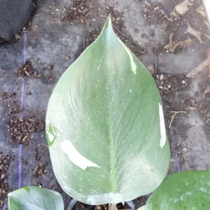 White Knight Philodendron - Variegated Live Plant - 4