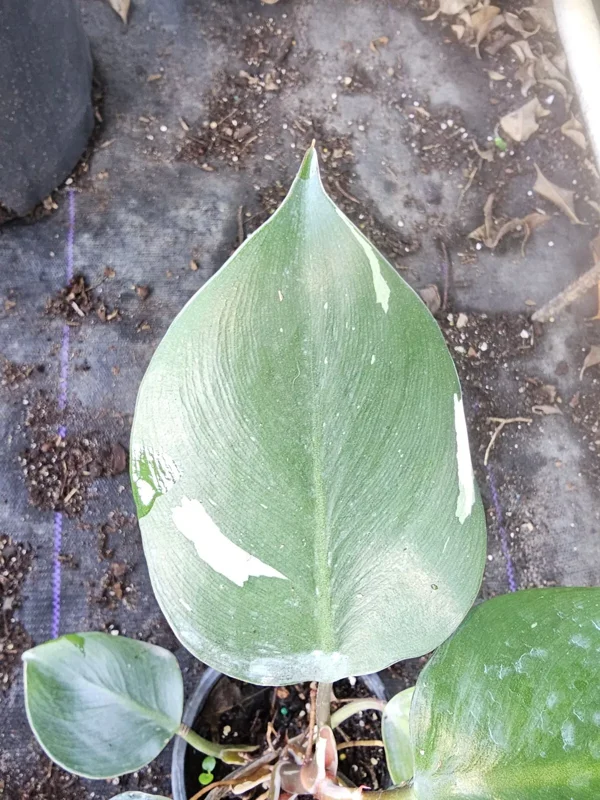 White Knight Philodendron - Variegated Live Plant - 4" Pot - Exotic Houseplant