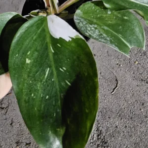 White Knight Philodendron - Variegated Live Plant - 4
