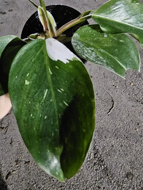 White Knight Philodendron - Variegated Live Plant - 4" Pot - Exotic Houseplant