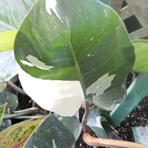 White Knight Philodendron - Variegated Live Plant - 4