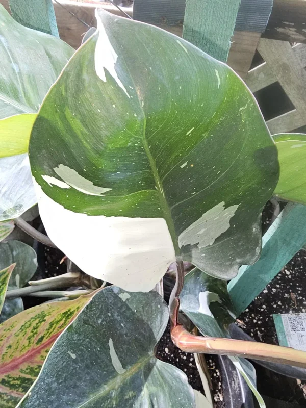 White Knight Philodendron - Variegated Live Plant - 4" Pot - Exotic Houseplant